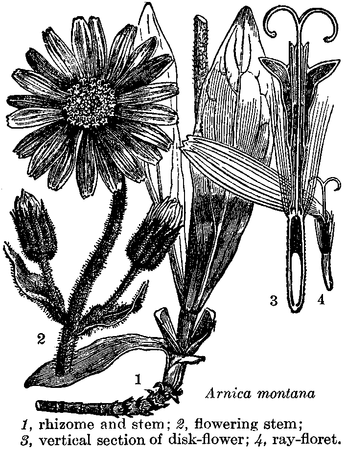 Andreas Kelich Enzyklopaedie der Drogen Botanischer Teil Arnica montana